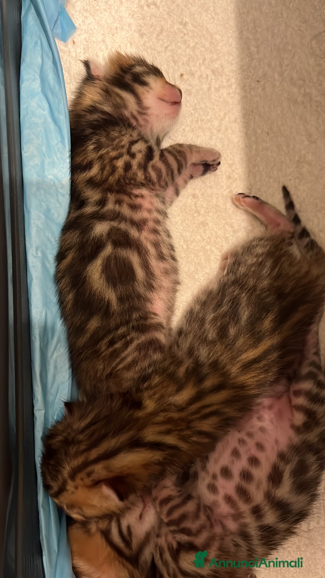 Bengala gatti in vendita: Cuccioli Bengala spotted ben 24 prenotazione  a Città Metropolitana di Bari - Immagine 17