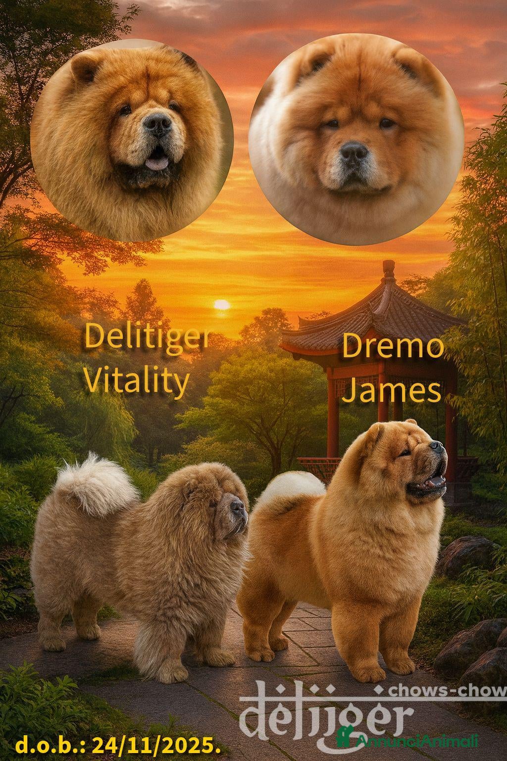 Chow Chow cani DISPONIBILI CUCCIOLI DI CHOW-CHOW ALTA GENEALOGIA - Annuncio 3