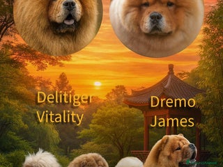 Chow Chow cani DISPONIBILI CUCCIOLI DI CHOW-CHOW ALTA GENEALOGIA - Annuncio 1