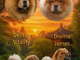 Chow Chow cani DISPONIBILI CUCCIOLI DI CHOW-CHOW ALTA GENEALOGIA - Annuncio 22