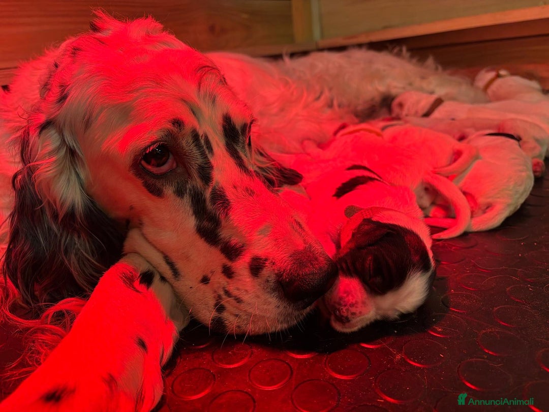 Setter Inglese cani in vendita: CUCCIOLI DI SETTER INGLESE a Provincia di Arezzo - Immagine 4