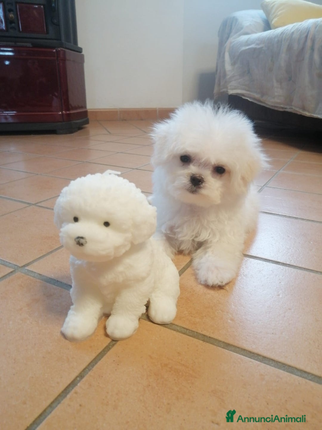 Maltese cani in vendita: CUCCIOLI DI RAZZA MALTESE  CON PEDIGREE ENCI - Annuncio 5