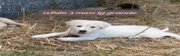 Meticcio cani in regalo: Tanti cuccioli da salvare  a Città Metropolitana di Bologna - Annuncio 6