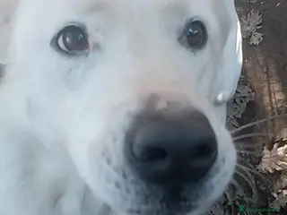 Meticcio cani Heide dolcissima labradorina in adozione a Provincia di Latina - Annuncio 30