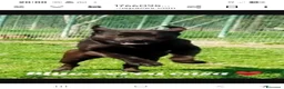 Meticcio cani in regalo: Blue mix Corso/ Pit 4anni buono.PV da tanto in box - Annuncio 5