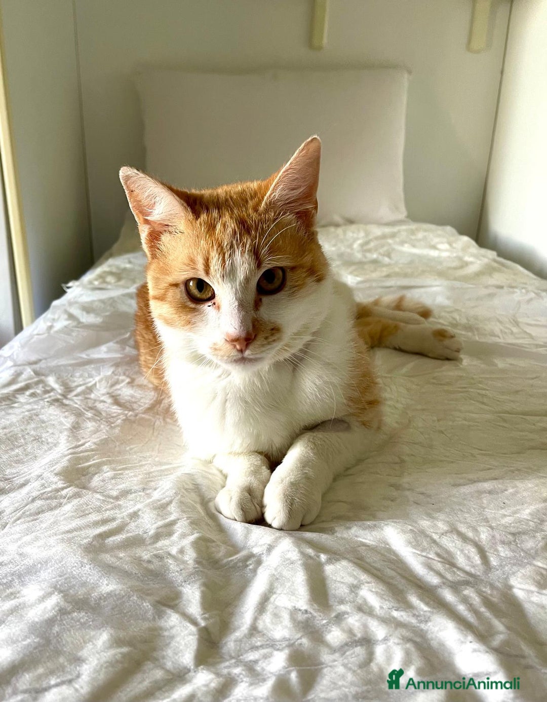 Europeo gatti in regalo: Simply Red a Città metropolitana di Milano - Annuncio 5