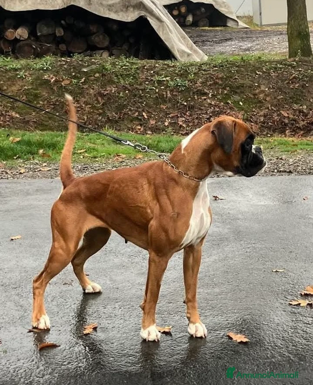 Boxer cani in vendita: Cuccioli di Boxer Bianchi con Pedigree ENCI - Annuncio 1