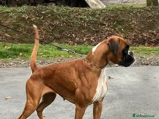 Boxer cani Cuccioli di Boxer Bianchi con Pedigree ENCI - Annuncio 27
