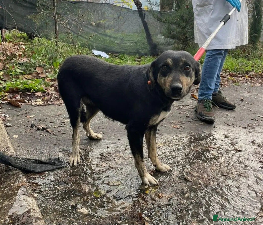 Meticcio cani Femmina giovane kg17 IN LISTA SOPPRESSIONE!ALBANIA - Annuncio 27