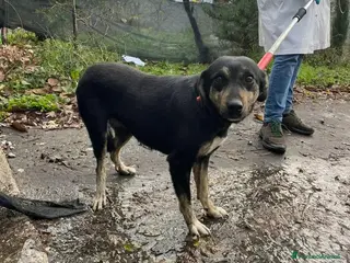 Meticcio cani Femmina giovane kg17 IN LISTA SOPPRESSIONE!ALBANIA - Annuncio 27