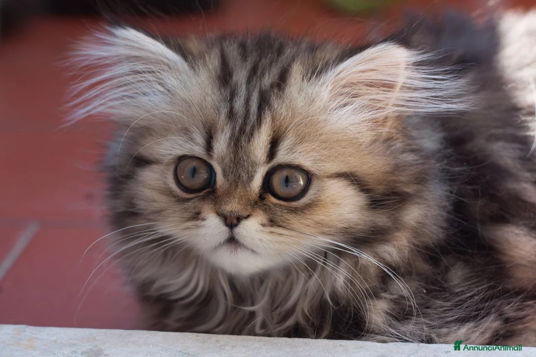 Persiano gatti in vendita: DISPONIBILI 2 MERAVIGLIOSI CUCCIOLI DI PERSIANO - Annuncio 2