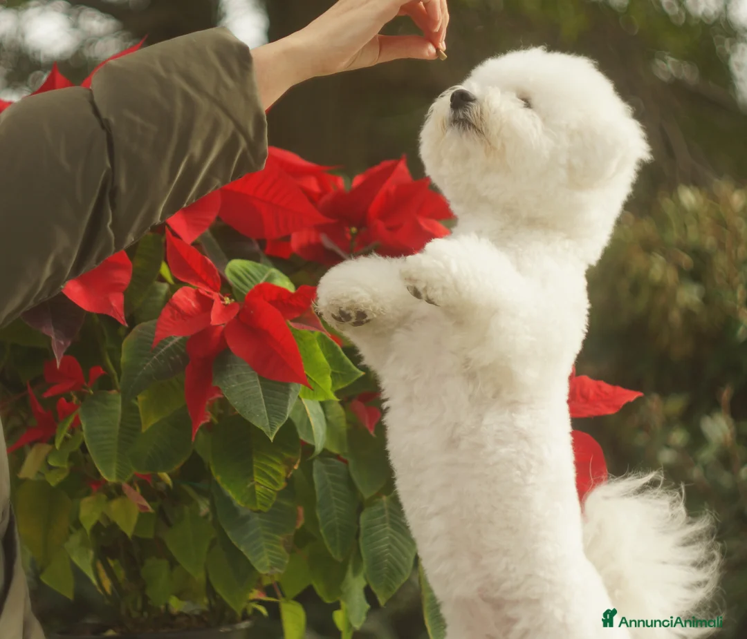 Bichon cani in vendita: Bichon Frise a Provincia del Sud Sardegna - Annuncio 14