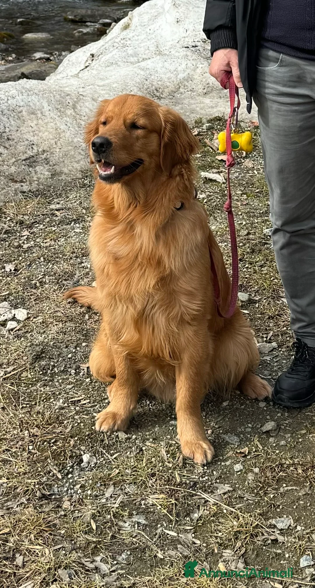 Golden Retriever cani in vendita: Disponibili ultimi cuccioli di Golden Retrieve  - Annuncio 10
