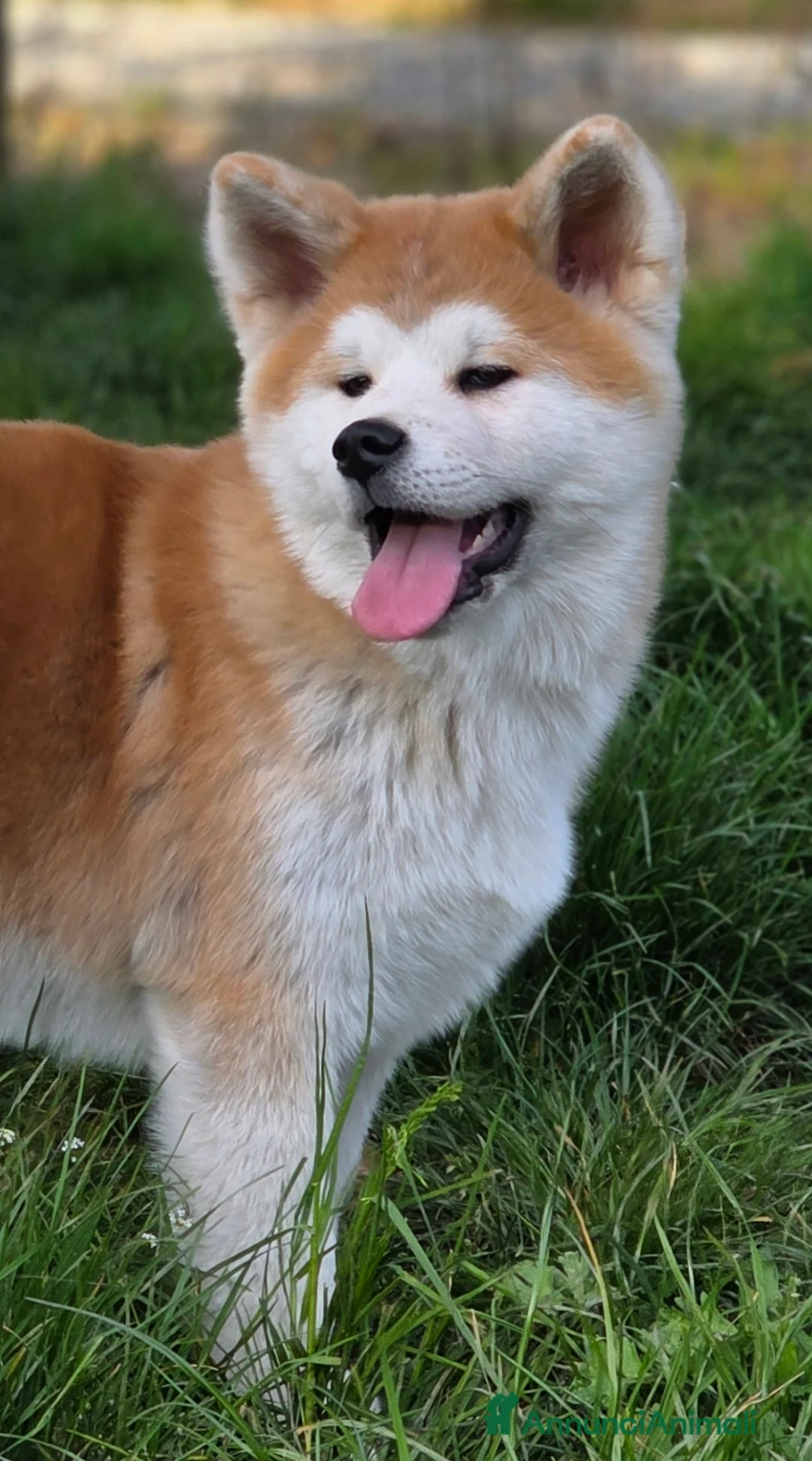 Akita Inu cani in vendita: Cucciolo Akita Inu Pedigree  - Annuncio 1