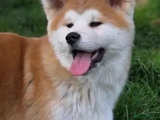 Akita Inu cani Cucciolo Akita Inu Pedigree - Annuncio 1