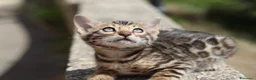 Bengala gatti in vendita: Cuccioli Bengala a Provincia di Cosenza - Annuncio 36