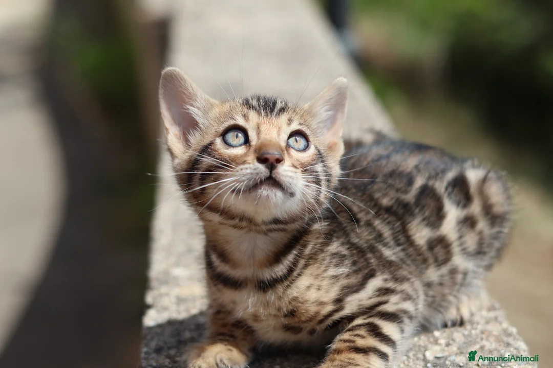 Bengala gatti in vendita: Cuccioli Bengala a Provincia di Cosenza - Annuncio 36