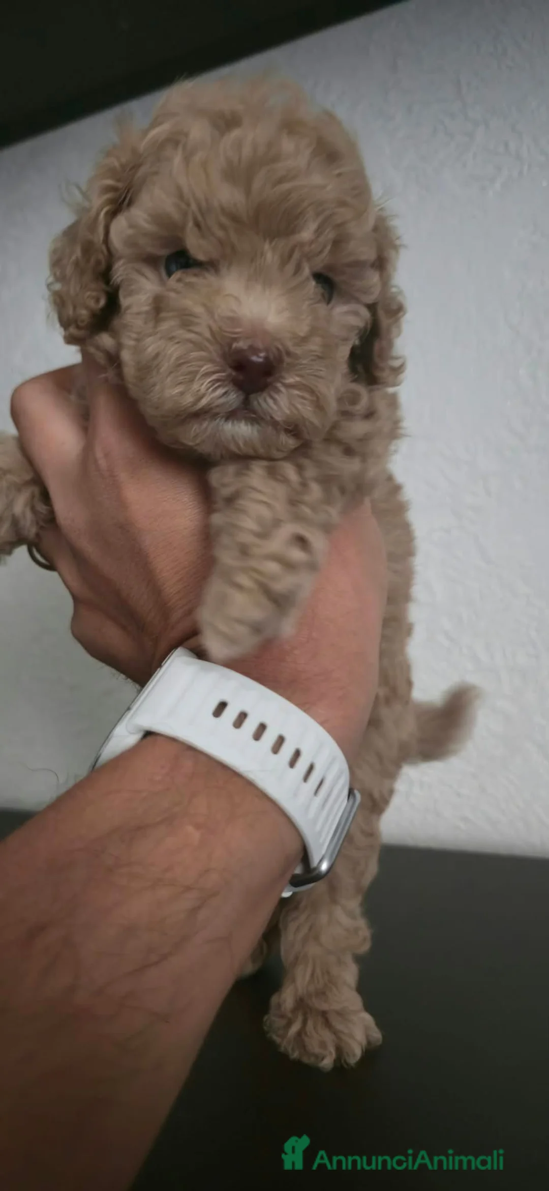 Barboncino Toy cani in vendita: Barboncino Toy  - Annuncio 2