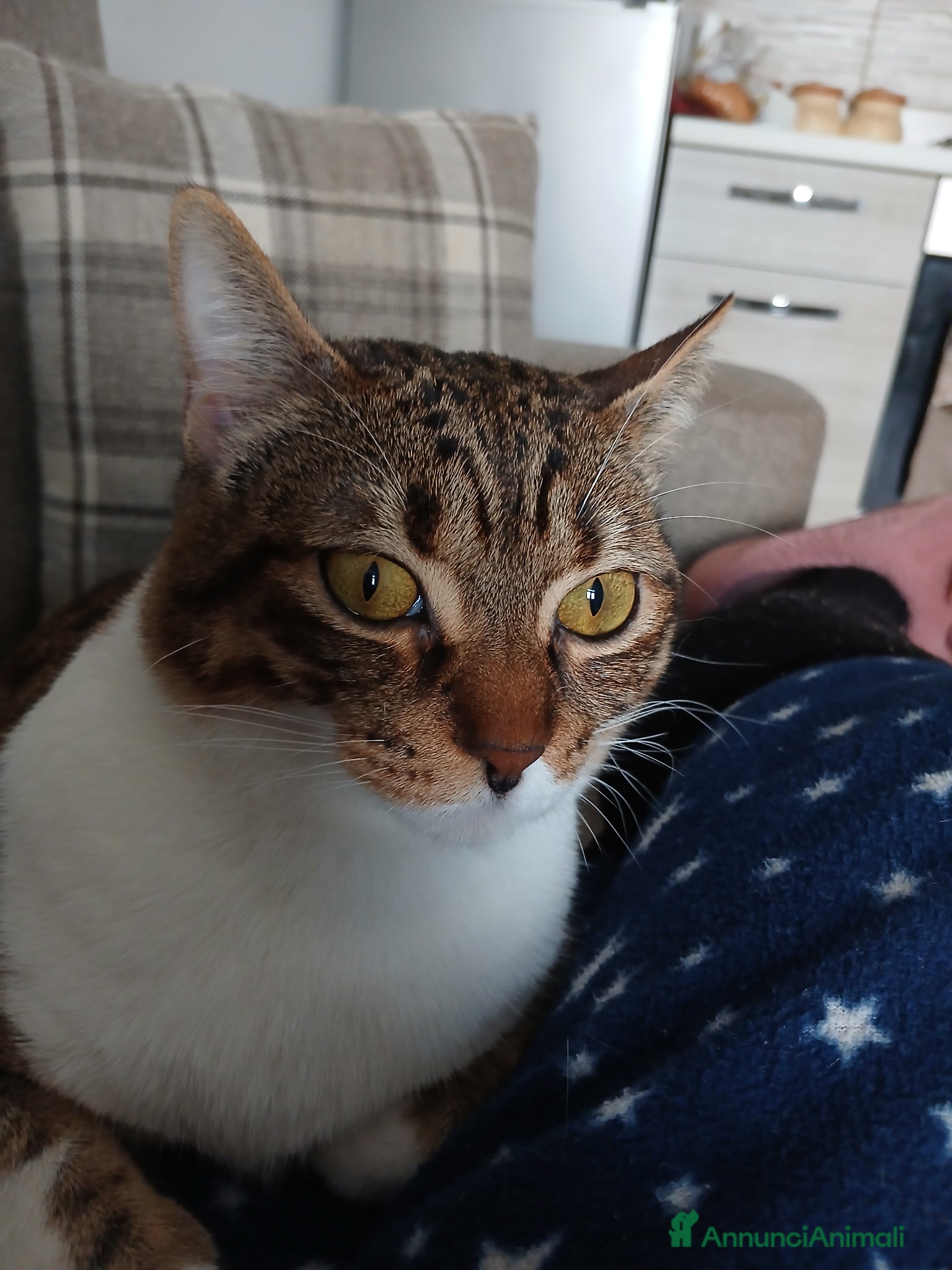 Europeo gatti in regalo: Gatto europeo  a Provincia di Foggia - Annuncio 5