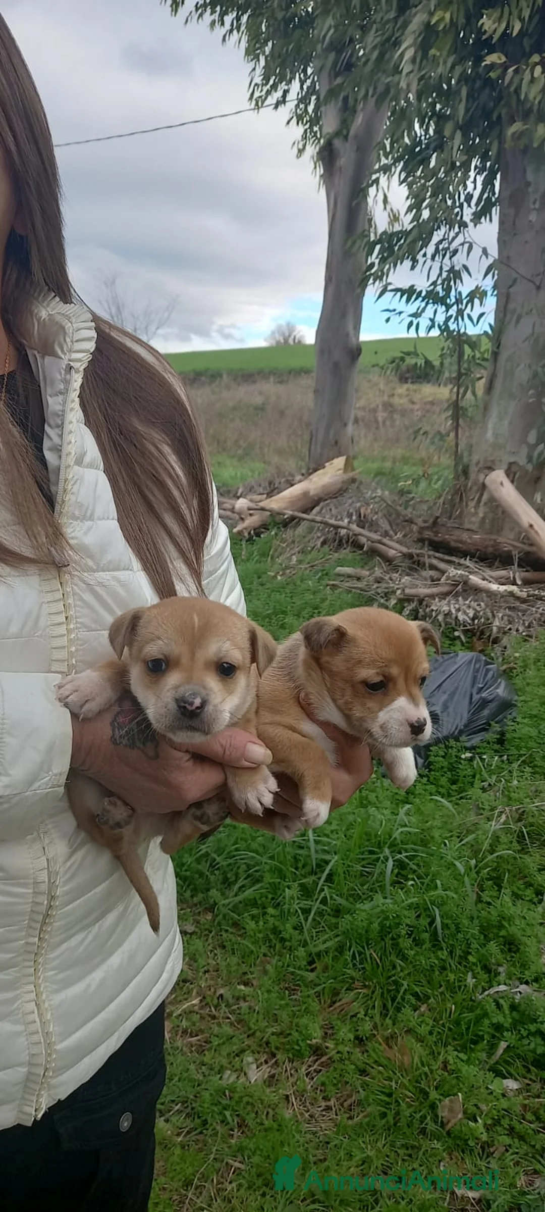 Meticcio cani in regalo: Cuccioli - Annuncio 4