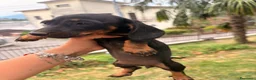 Bassotto cani in vendita: Bassotto - Annuncio 6