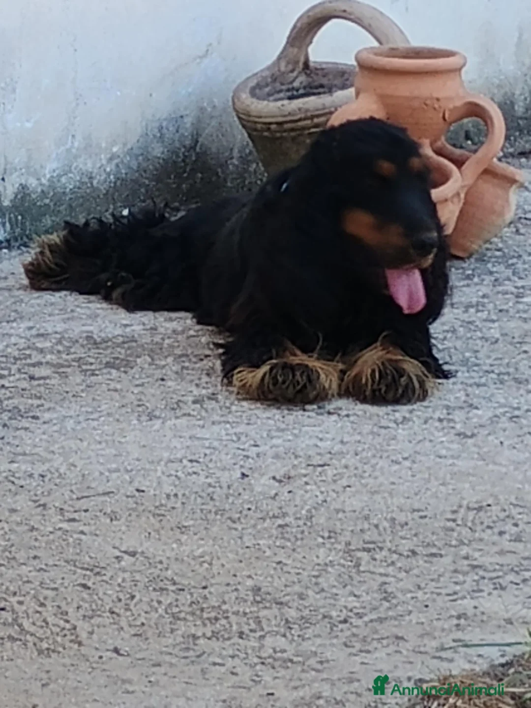 Cocker cani in vendita: Cocker spanoel - Annuncio 2