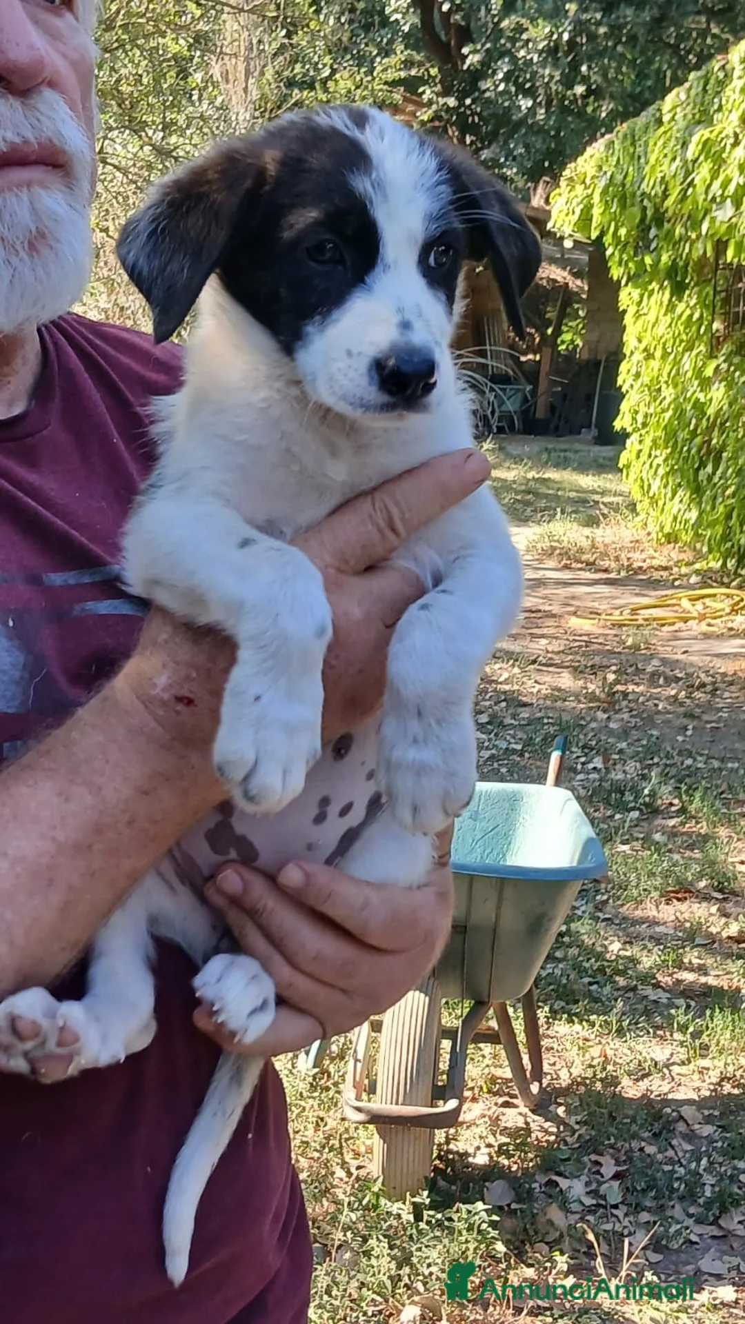 Meticcio cani in regalo: BEBA NON VUOLE VIVERE IN CANILE, IN ADOZIONE - Annuncio 2