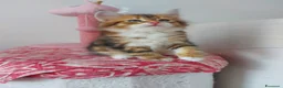 Siberiano gatti in vendita: Cucciolo Siberiano Certificato  - Annuncio 7