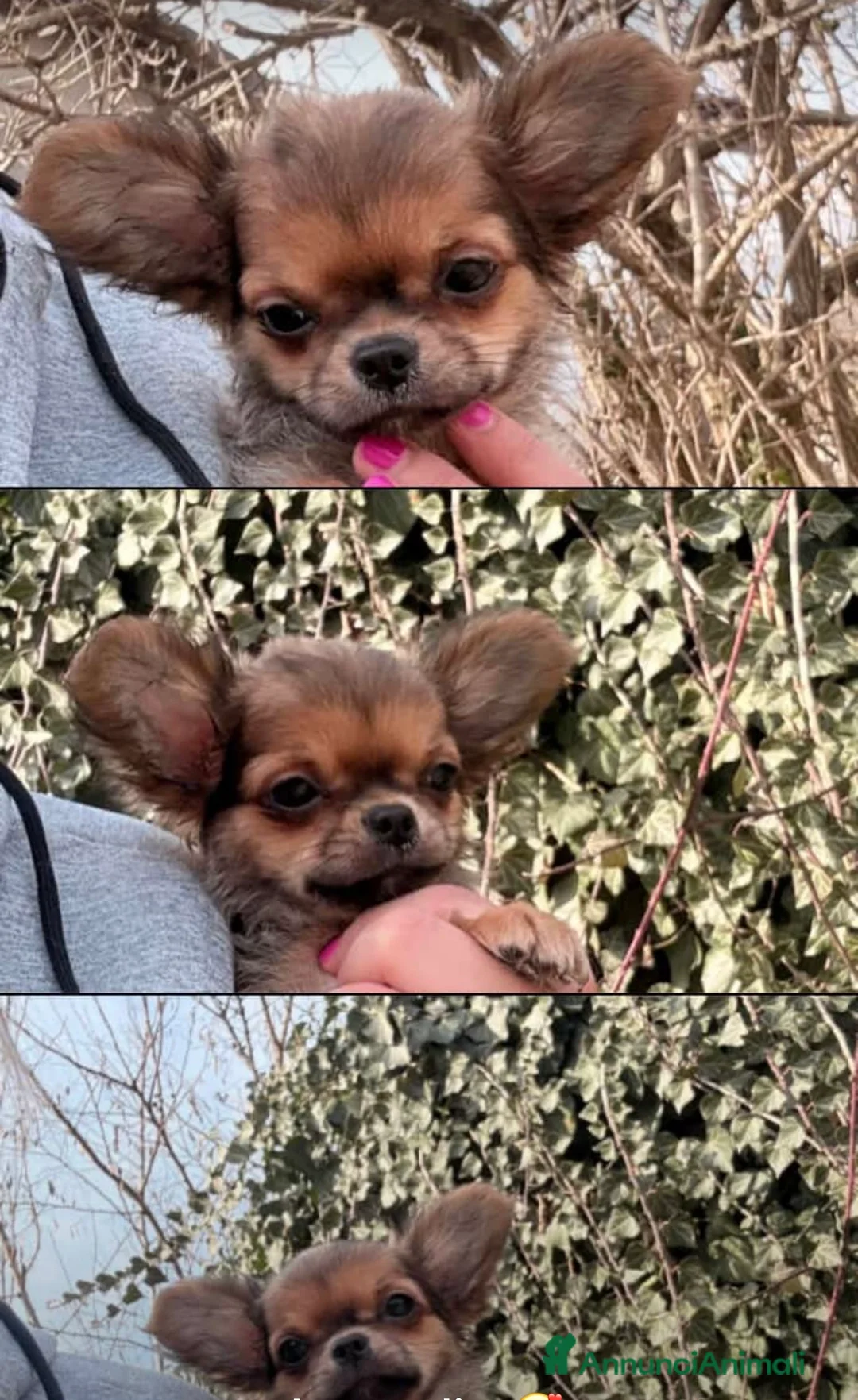 Chihuahua cani in vendita: Cucciolo di chihuahua  - Annuncio 5