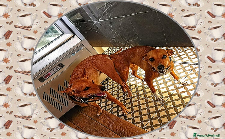 Barboncino cani a Provincia di Novara - Annuncio 10