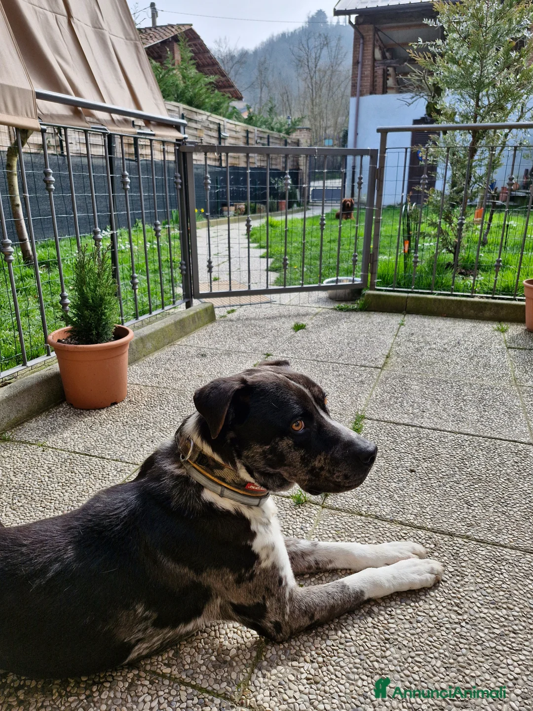 Meticcio cani in regalo: cessione di proprietà a Città Metropolitana di Torino - Annuncio 2