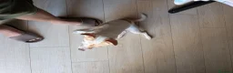 Meticcio cani per accoppiamento: Taglia piccola per monta a Libero consorzio comunale di Agrigento - Annuncio 3