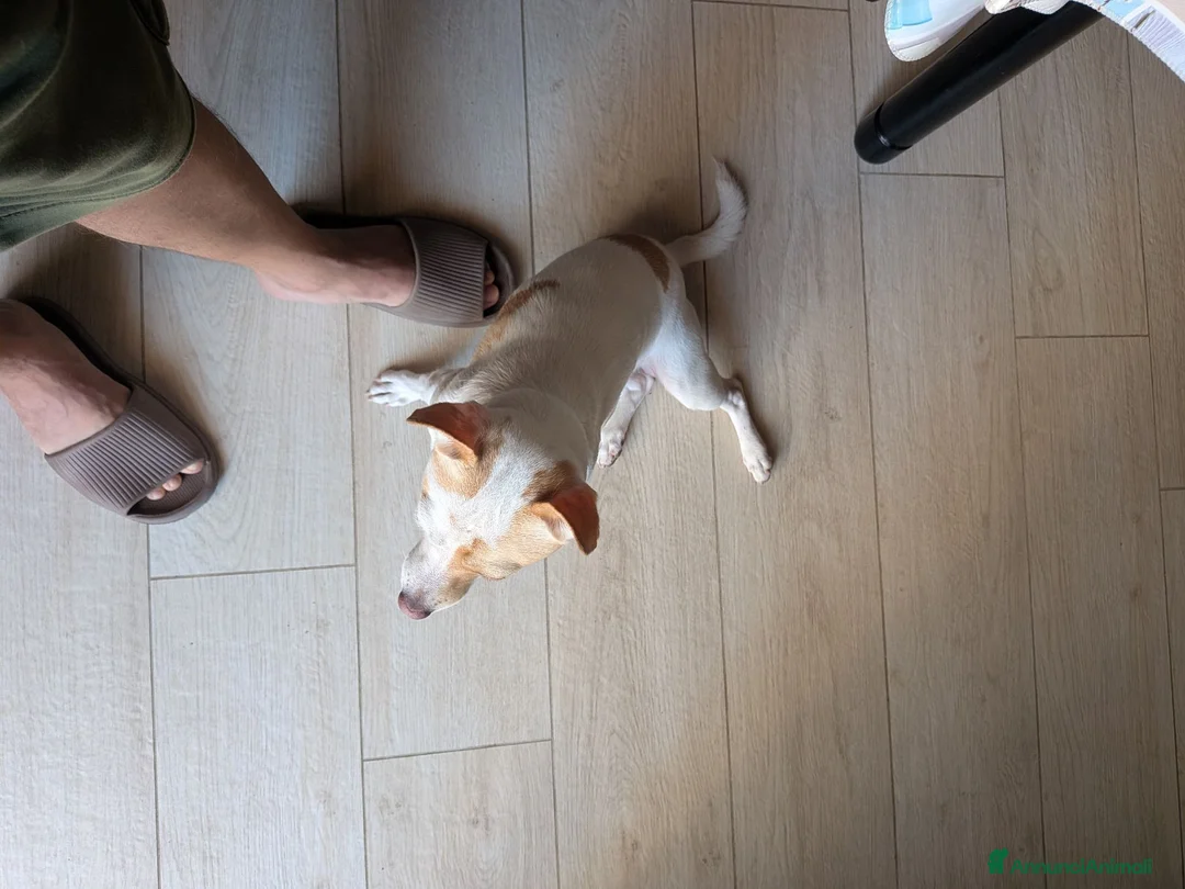 Meticcio cani per accoppiamento: Taglia piccola per monta a Libero consorzio comunale di Agrigento - Annuncio 3
