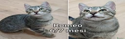 Altre razze gatti in regalo: GATTINI BISOGNOSI IN CERCA D'AMORE  a Città Metropolitana di Bologna - Annuncio 9