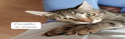 Altre razze gatti in regalo: Gattini destinati alla colonia  a Provincia di Ferrara - Annuncio 10