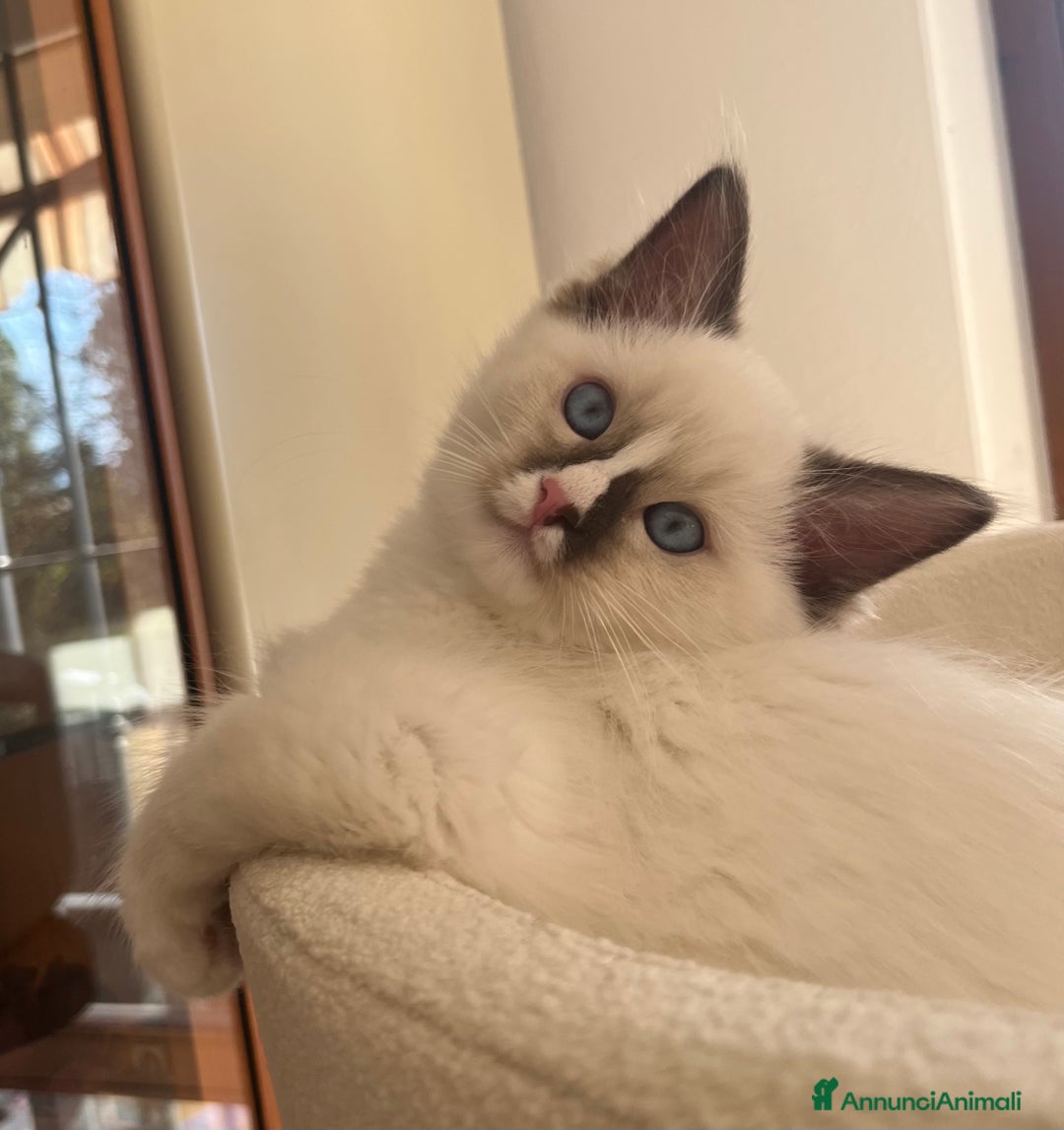 Ragdoll gatti in vendita: Cucciola Ragdoll margot  - Annuncio 3
