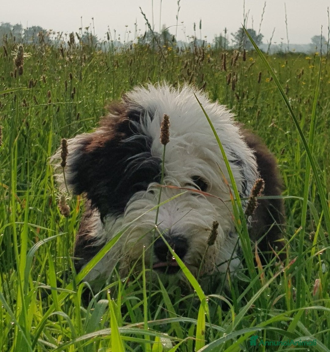 Bobtail cani in vendita: Cuccioli Bobtail - Annuncio 4