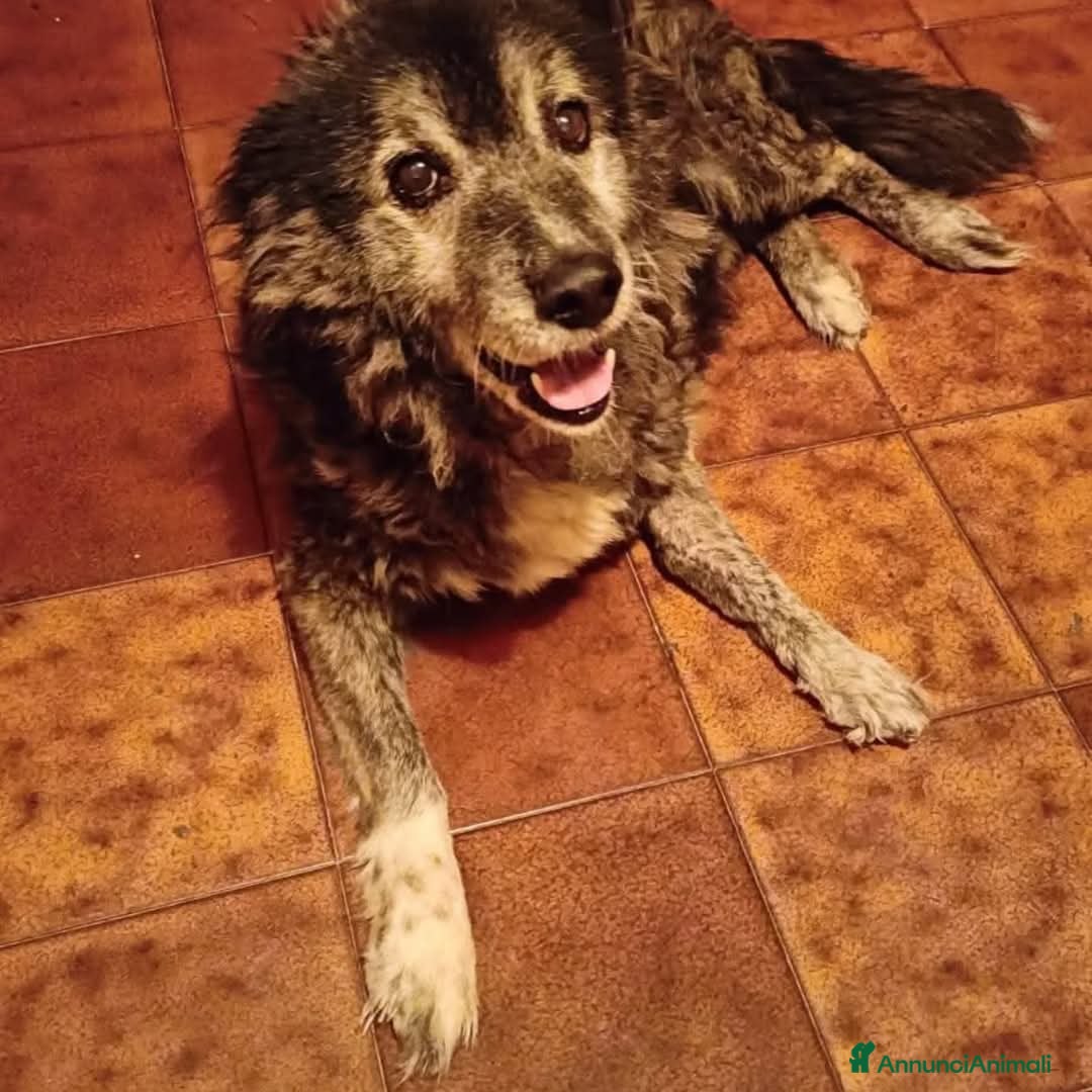 Meticcio cani TINO  a Provincia di Avellino - Annuncio 2