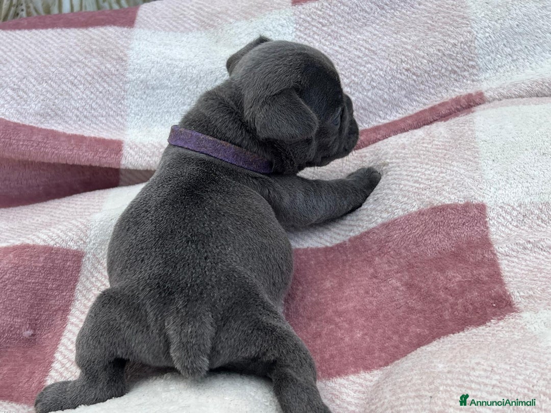 Bulldog Francese cani in vendita: Cuccioli bulldog francese esotici blu - Annuncio 35