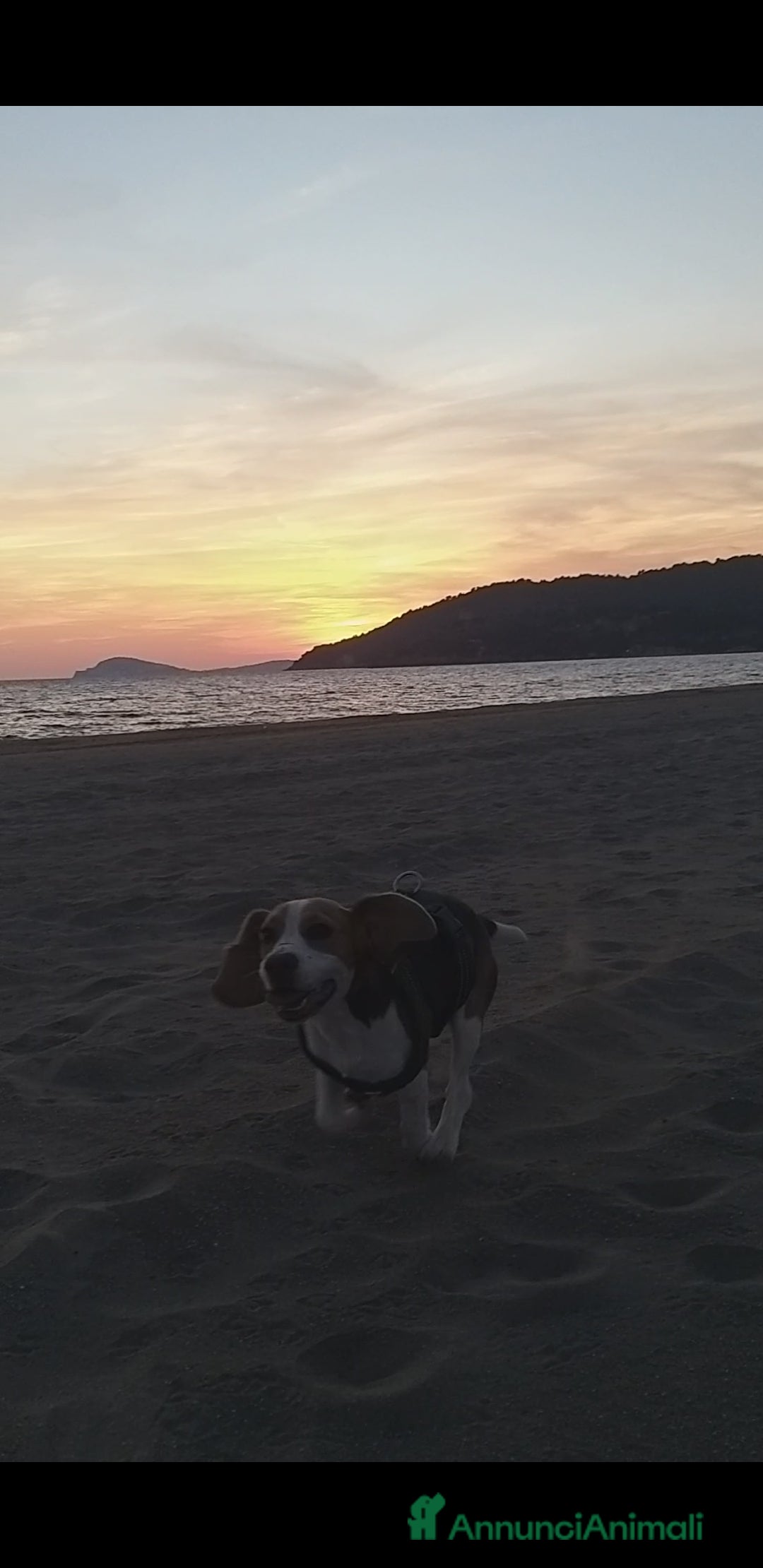 Beagle cani in regalo: Cucciolona di beagle originale - Annuncio 3