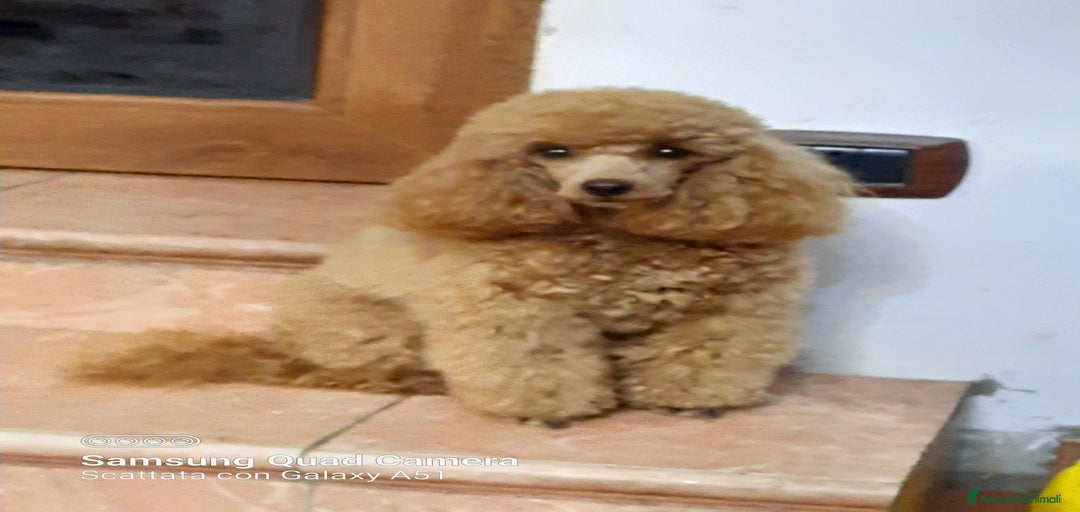 Immagine della galleria {{count}}