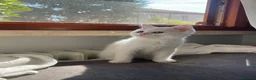 British gatti in vendita: adorabile e meraviglioso gattini  - Annuncio 5