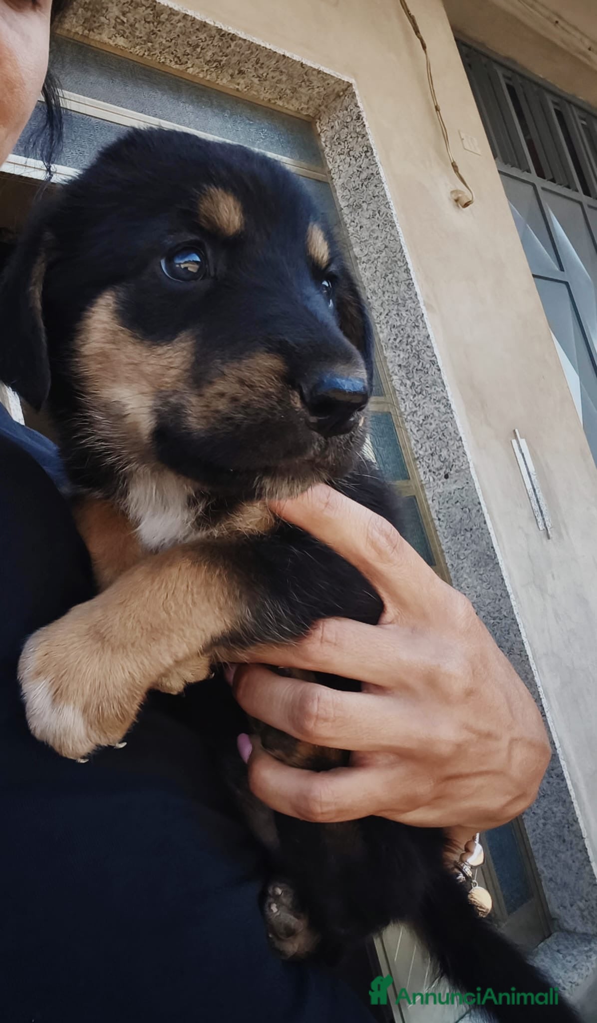 Meticcio cani Si regala bellissima cucciola non lasciamola sola - Annuncio 1