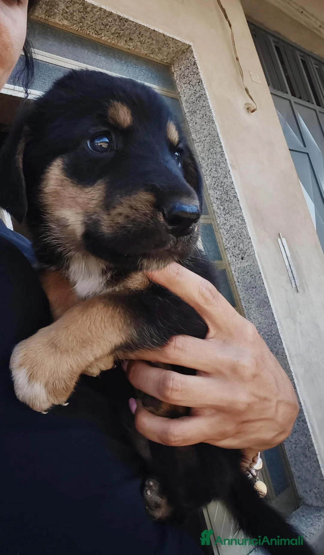 Meticcio cani in regalo: Si regala bellissima cucciola non lasciamola sola - Annuncio 1