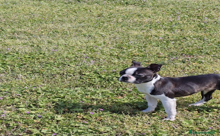 Boston Terrier cani a Province of Pavia - Annuncio 3