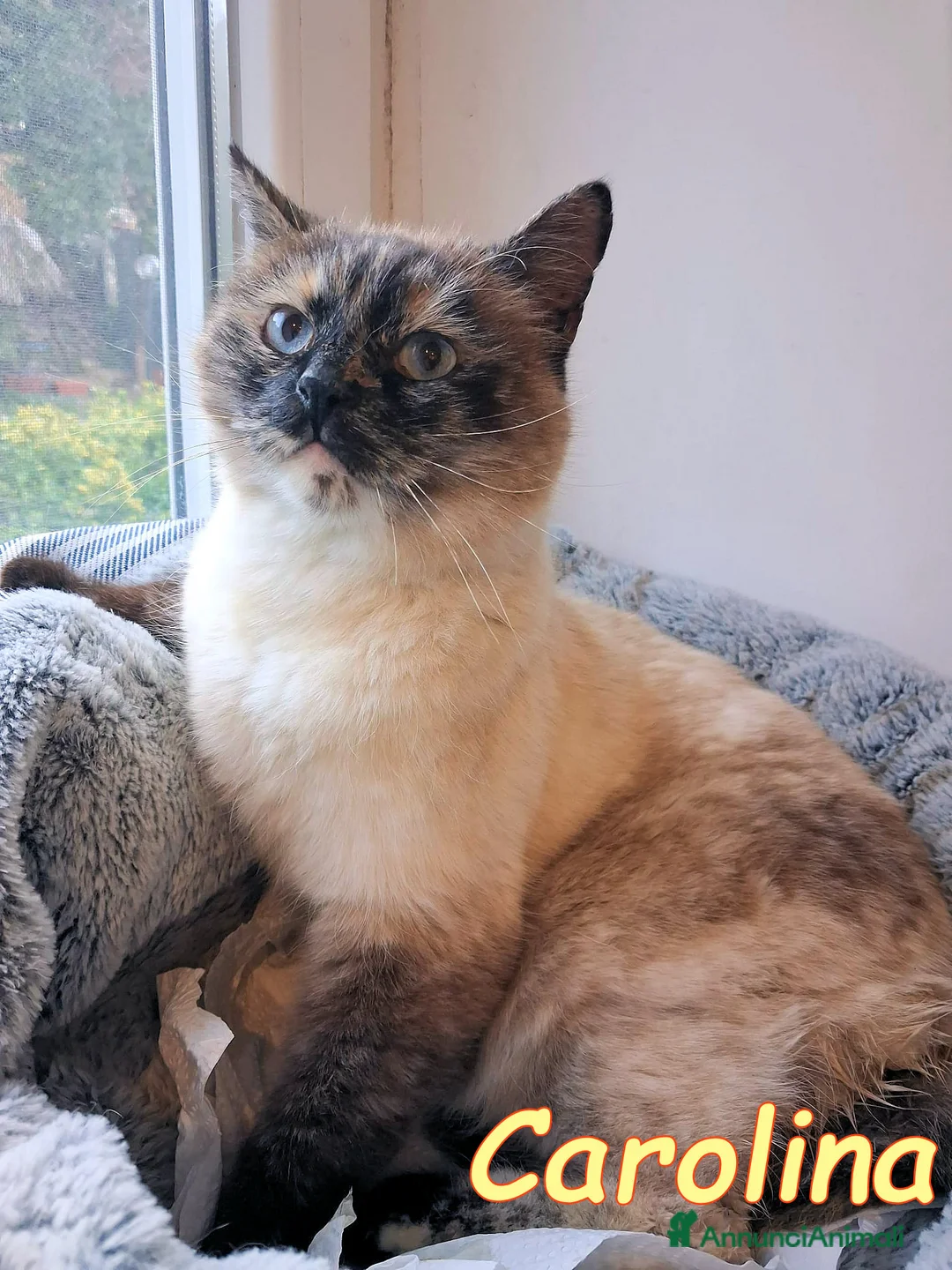 Europeo gatti in regalo: CAROLINA MICINA SIMILSIAMESE - Annuncio 2