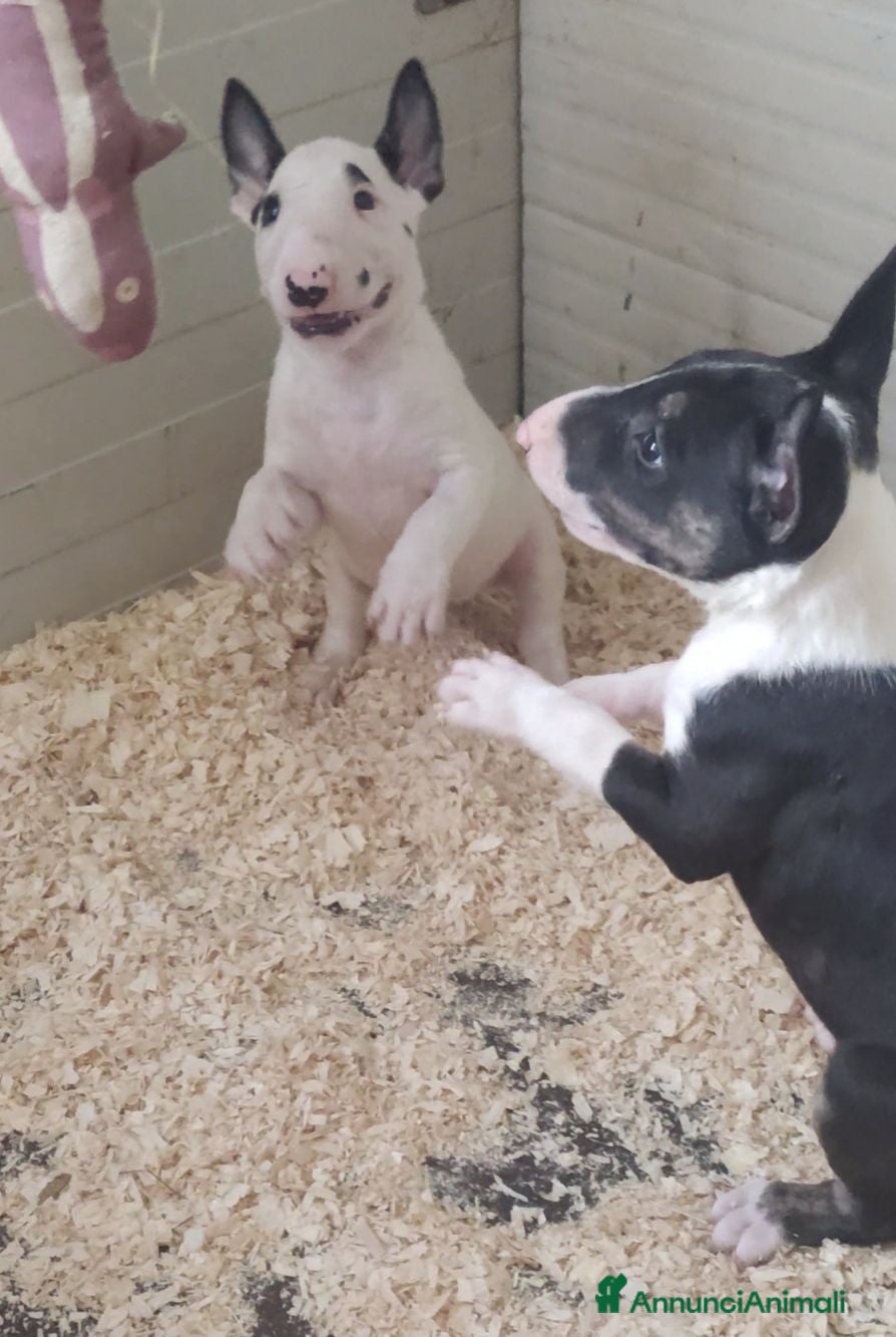 Bull Terrier cani Bull Terrier inglese standard cuccioli  - Annuncio 1