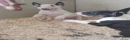 Bull Terrier cani in vendita: Bull Terrier inglese standard cuccioli  - Annuncio 1