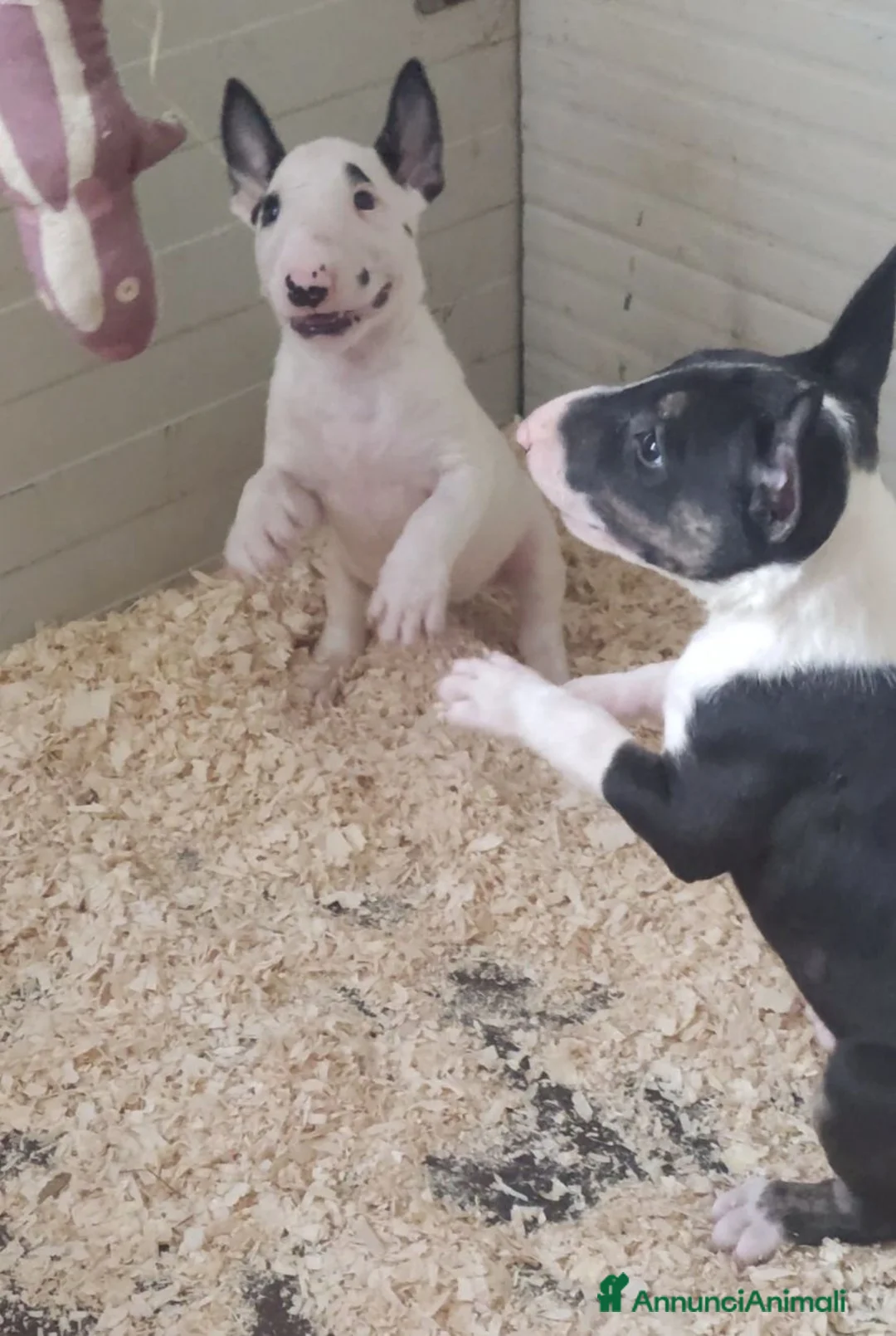 Bull Terrier cani in vendita: Bull Terrier inglese standard cuccioli  - Annuncio 1