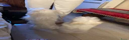 Maltese cani in vendita: Maltese Mini Toy  - Annuncio 6